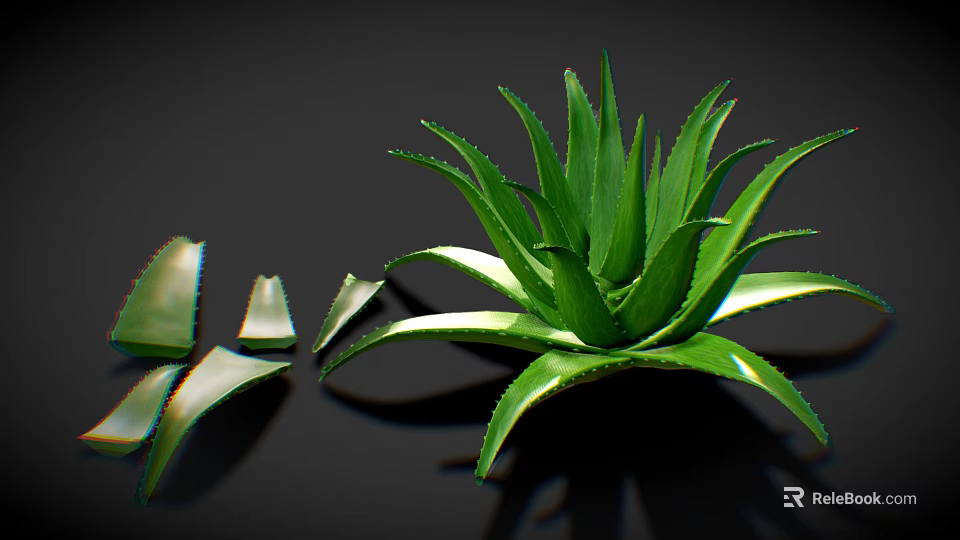 Green Aloe Vera Plant With Fresh Sliced Leaves On Dark Background 3d model 