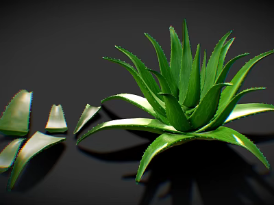 Green Aloe Vera Plant With Fresh Sliced Leaves On Dark Background 3d model