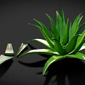 Green Aloe Vera Plant With Fresh Sliced Leaves On Dark Background
