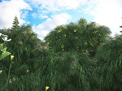 Lush Green Shrubs With Yellow Flowers Growing In Natural Garden Under Blue Sky 3d model