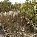 Lush Green Plants And White Flowers In Natural Rocky Garden Setting