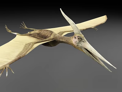 Flying Prehistoric Pterosaur With Large Wings Long Beak And Scaly Body 3d model Flying Prehistoric Pterosaur With Large Wings Long Beak And Scaly Body 3d model