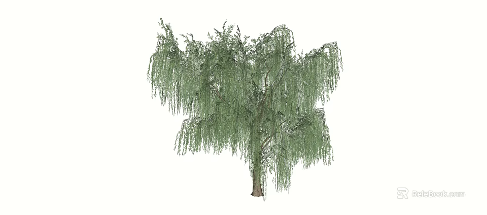 Weeping Willow Tree With Long Drooping Branches And Green Foliage 3d model 