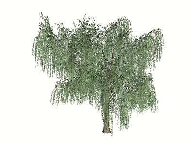 Weeping Willow Tree With Long Drooping Branches And Green Foliage 3d model