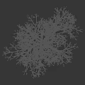 Tall Leafless Arbor Tree With Black Background And Height Measurement Scale