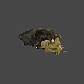 Various Animal Skulls Display With Labeled Letters For Educational Purpose