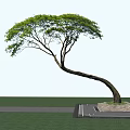 Curved Trunk Tree With Lush Green Leaves Growing On Rock Under Sky And Water