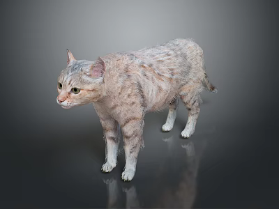 Realistic Striped Tabby Cat Standing Gracefully On Dark Background With Reflection 3d model