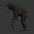 Realistic 3D Model of Chimpanzee Standing on Gray Background with Natural Posture