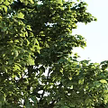 Tall Lush Arbor with Dense Green Foliage and Straight Brown Trunk