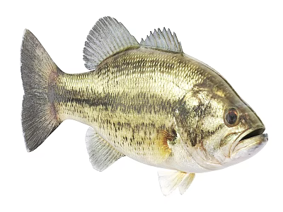 Aquatic Animal Freshwater Bass Fish With Golden Scales Dark Stripes And Fins 3d model
