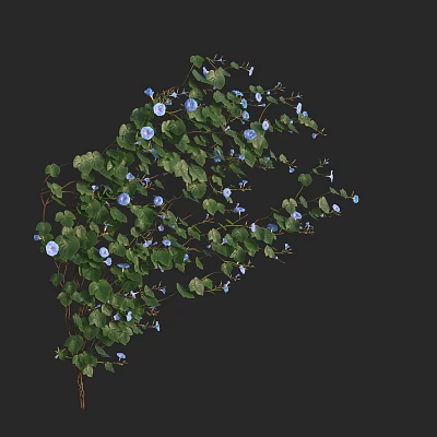 Blue Morning Glories with Green Leaves on Twisting Vines in Spiral Shape against Black Background 3d model