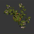 Indoor Decorative Plant With Green Leaves And Small Pink Flowers In Orange Pot