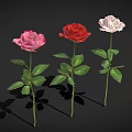 Beautiful Pink Red White Roses with Green Stems Leaves on Black Background and Shadows