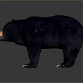 Realistic Black Bear 3D Model With Detailed Dark Fur And Standing Pose