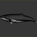 Majestic Black and White Whale A Graceful Aquatic Animal Swimming in Deep Ocean Water