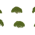 Camellia evergreen shrub plant tea tree deciduous shrub tree courtyard garden tea tree shrub camellia tree 3d model