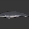 Blue Gray Whale Sculpture With Smooth Surface On Dark Reflective Background 3d model