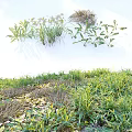 Lush Green Grass and Wild Plants in Natural Outdoor Meadow with Scattered Fallen Leaves