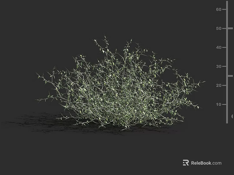 Isolated Green Shrub With Sparse Branches Small Leaves And Detailed 3D Rendering 3d model