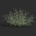 Isolated Green Shrub With Sparse Branches Small Leaves And Detailed 3D Rendering 3d model