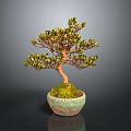 Artistic Bonsai Arbor With Curved Trunk Green Leaves And Mossy Pot