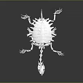 White Turtle Like Anatomical Organ And Hair Structure With Spiky Hair Projections