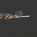 Close Up View Of Dragonfly With Transparent Wings And Slender Body Against Dark Background