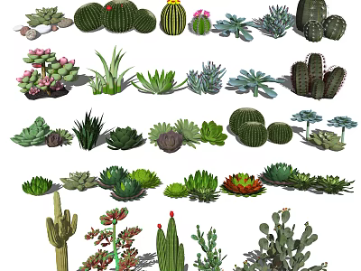 Various Types of Decorative Bonsai Potted Plants with Succulents Cacti and Green Foliage 3d model