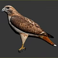Flying Animal Hawk with Brown and White Feathers Sharp Eyes and Yellow Claws