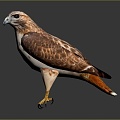 Eagle Large Eagle Owl Raptor Falcon Bird Bird Bird Animal Game Animal 3d model