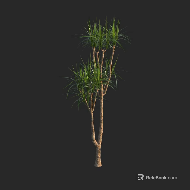 Green Plant with Slender Leaves and Branched Trunk on Dark Background for Interior Decoration 3d model 