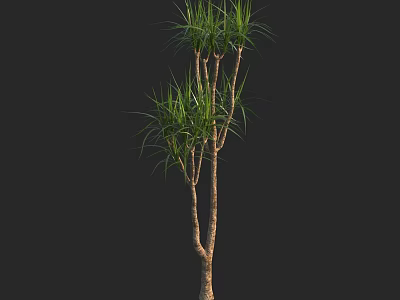Green Plant with Slender Leaves and Branched Trunk on Dark Background for Interior Decoration 3d model