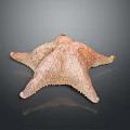 Starfish Marine Creature With Textured Surface And Five Arms On Dark Background 3d model