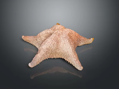 Starfish Marine Creature With Textured Surface And Five Arms On Dark Background 3d model