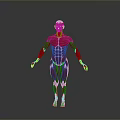 Medical Device For Human Muscle Anatomy Education With Clear Structure Model