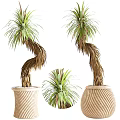 Elegant Bonsai Potted Plants With Curved Trunks Green Leaves And Beige Striped Pots