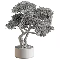 Bonsai Plant With Twisted Trunk And Exposed Roots In Brown Pot