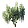 Willow Willow Tree Big Tree Branch Leaves Trunk Leaves Forest Willow Outdoor 3d model