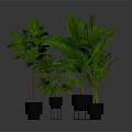 Various Types of Green Leafy Indoor Plants in Black Pots on Stands with Gray Background
