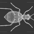 Green and Black Patterned Beetle With Brown Legs and Detailed Body