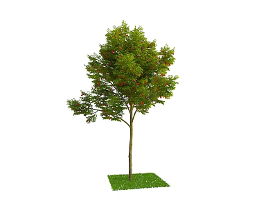 Tall Arbor with Green Foliage and Red Fruits Growing on Lush Grass 3d model
