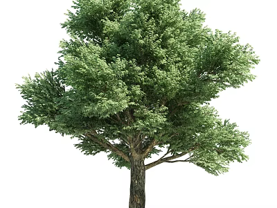 Tall Arbor With Lush Green Foliage And Thick Trunk In Natural Environment 3d model