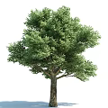 Tall Arbor With Lush Green Foliage And Thick Trunk In Natural Environment