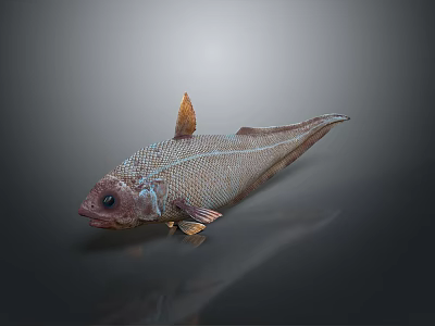 Aquatic Animal Fish With Red Fins Silver Body Reticulated Scales And Reflective Surface On Dark Background 3d model