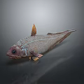 Aquatic Animal Fish With Red Fins Silver Body Reticulated Scales And Reflective Surface On Dark Background