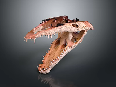 Detailed Dinosaur Skull Organ Anatomy With Sharp Teeth And Hair Traces 3d model