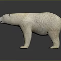 Realistic Polar Bear Standing Posture With Thick White Fur And Detailed Features