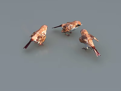 Three Small Brown Birds Perched On Gray Background With Feather Details 3d model