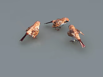 Modern sparrow 3d model